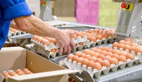 Illustration de l'article Sécurité alimentaire : la filière « œuf » (encore) concernée