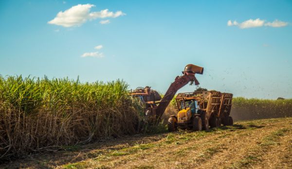 Illustration de l'article Planteurs de canne à sucre : une aide financière pour faire face aux surcoûts