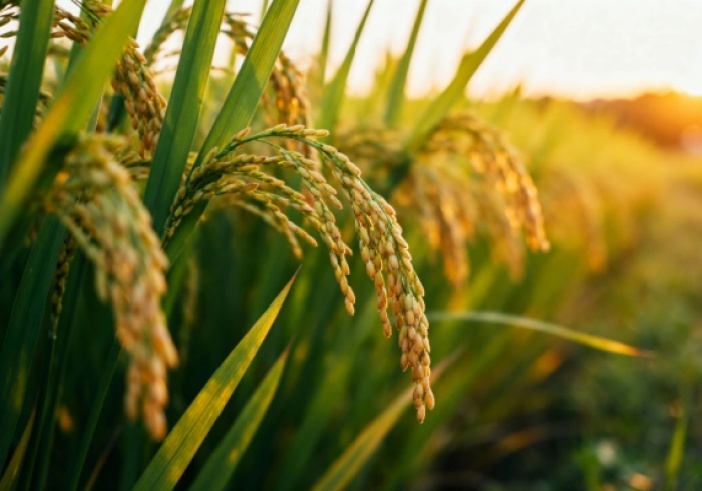 Illustration de l'article : Capital décès : une protection renforcée pour les proches des non-salariés agricoles