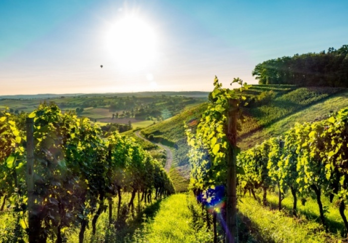 Illustration de l'article : Viticulture : un sursis pour la déclaration des récoltes