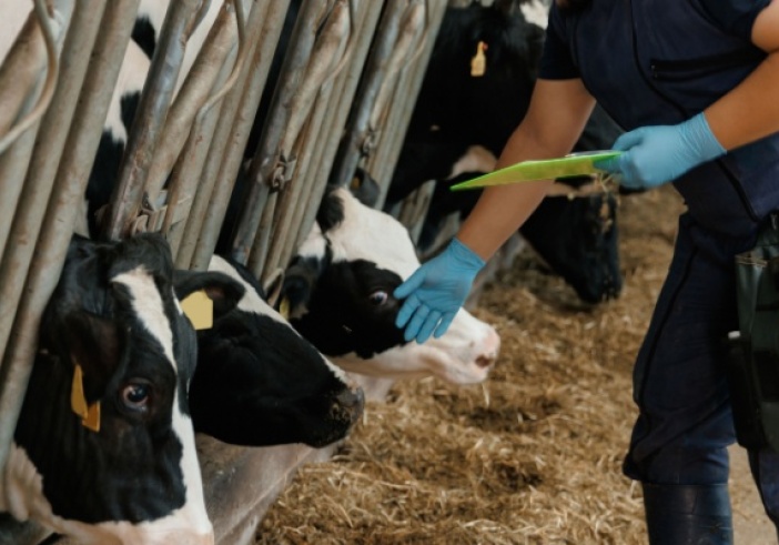 Illustration article : Dermatose nodulaire : des restrictions renforcées