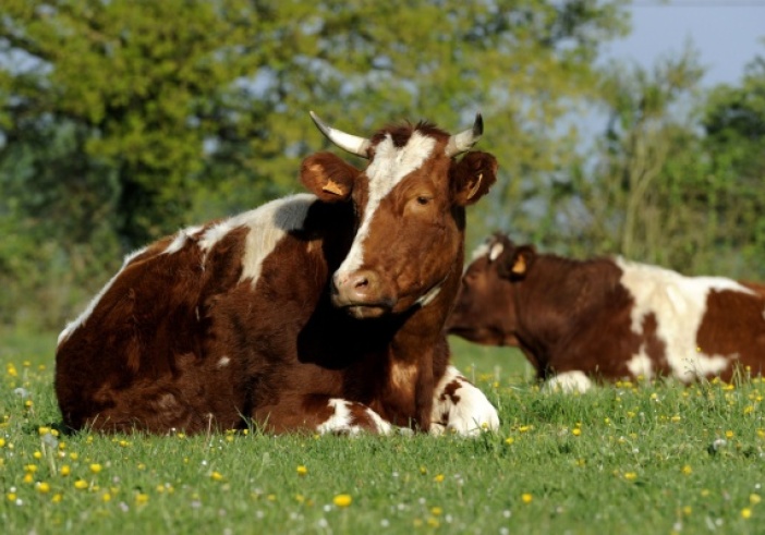 Illustration de l'article : Provision pour hausse de la valeur des stocks de vaches, c’est déjà parti ?