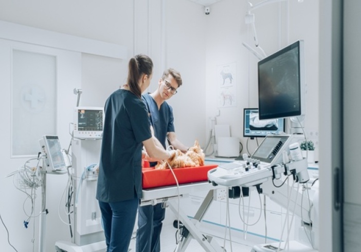 Illustration de l'article : Vétérinaires : une délégation possible pour certains actes