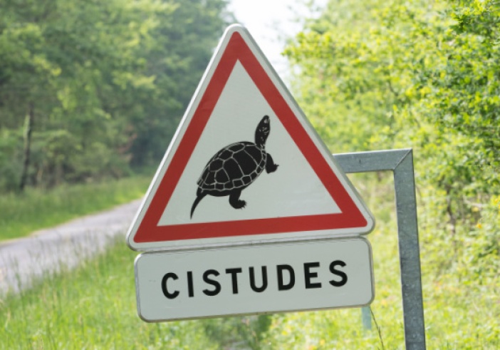 Illustration article : Travaux en zone Natura 2000 = destruction d’habitat d’espèce protégée ?
