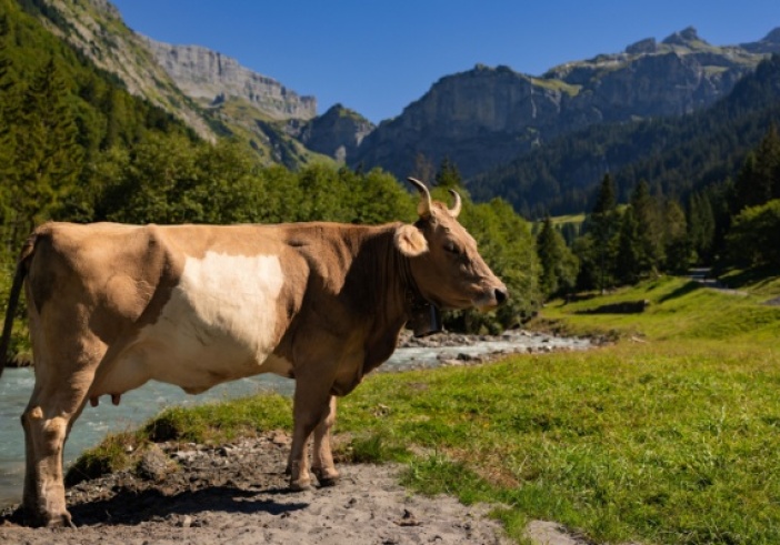 Illustration de l'article : Élevage bovin en Corse : un report de l’obligation d’identification