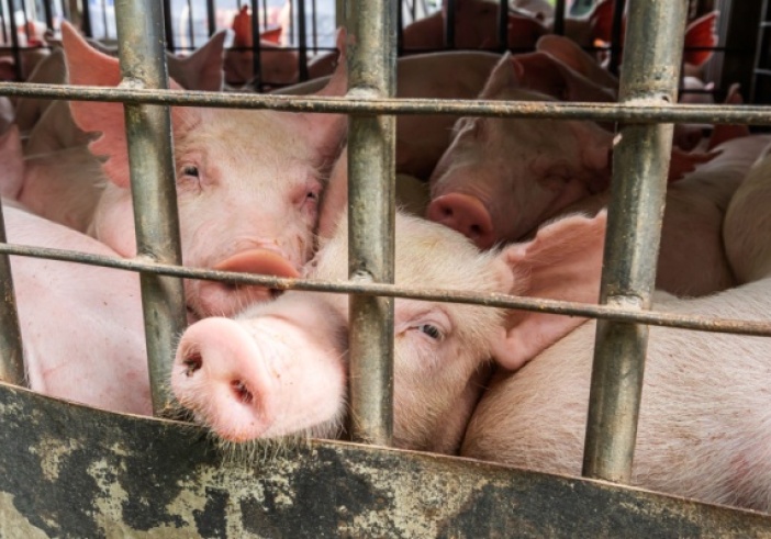 Illustration de l'article : Abattoirs et protection de l’environnement : quelles modalités ?