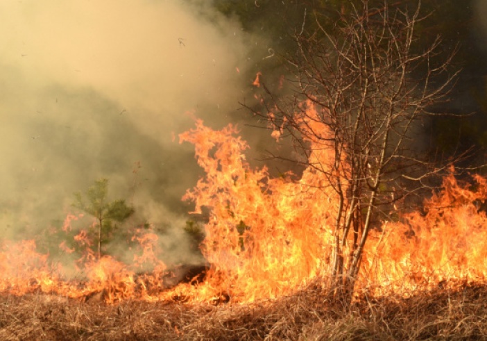 Illustration article : Feux de forêts : débroussailler pour se protéger !