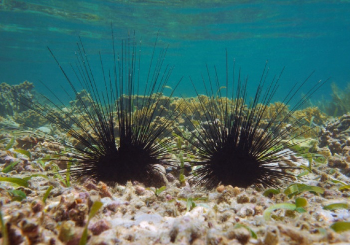 Illustration de l'article : Oursins en mer méditerranée : un problème de raréfaction…
