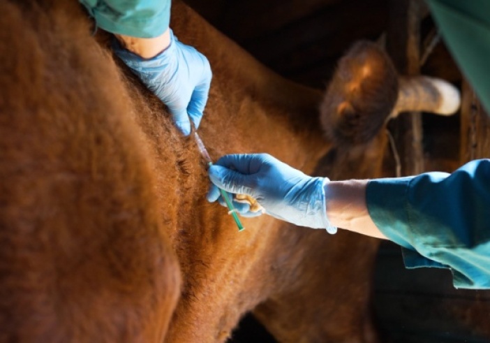 Illustration de l'article : Dermatose nodulaire : extension des mesures de lutte contre la propagation