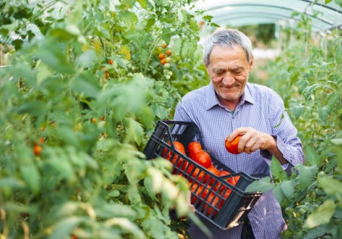 Illustration de l'article : Retraite des non-salariés agricole : alignement sur le régime général