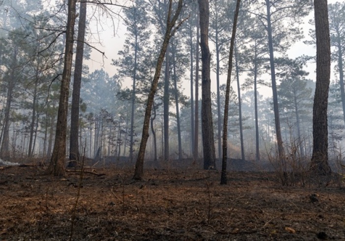 Illustration de l'article : Aide au renouvellement forestier : un accès réglementé ?