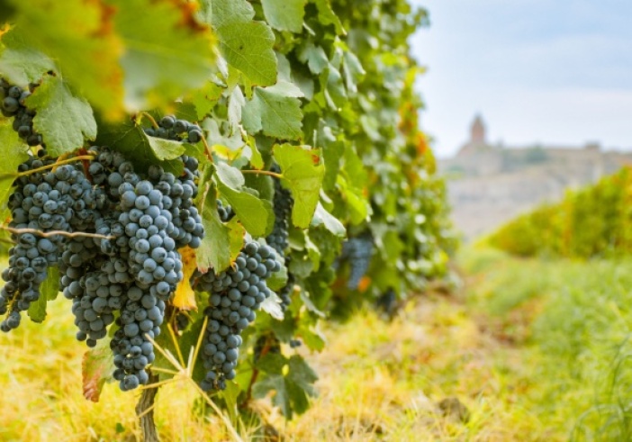 Illustration de l'article : Secteur viticole : quelques nouveautés à connaître