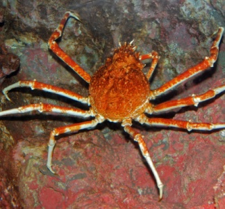 Illustration article : Mytiliculteurs : faire face aux araignées de mer…
