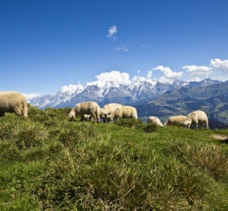 Illustration article : Aides contre la prédation : un calendrier à ne pas manquer