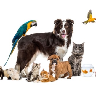 Illustration article : Droit des animaux : le droit français s’adapte