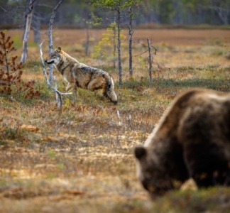 Illustration article : Protection des troupeaux contre les prédateurs : précisions sur les aides
