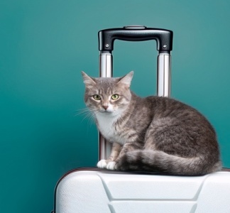 Illustration article : Passeport des animaux de compagnie : une réglementation spécifique ?