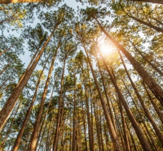 Illustration article : Taux réduit de TVA pour les travaux sylvicoles et d’exploitation forestière : ça continue