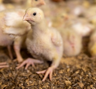 Illustration article : Traçabilité des volailles et oiseaux : évolution des obligations déclaratives