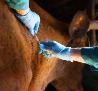 Illustration article : Dermatose nodulaire : extension des mesures de lutte contre la propagation