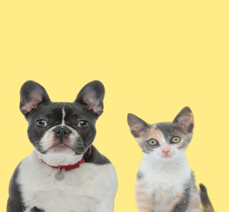 Illustration article : Vente d’animaux de compagnie : de nouvelles sanctions à connaître