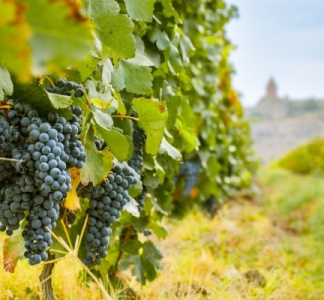Illustration article : Secteur viticole : quelques nouveautés à connaître