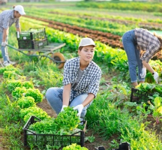 Illustration article : Travailleurs saisonniers agricoles : l’hébergement sous tente étendu à de nouveaux départements