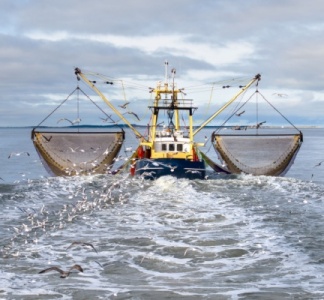 Illustration article : Déclaration des activités de pêche : passage à la déclaration électronique ?