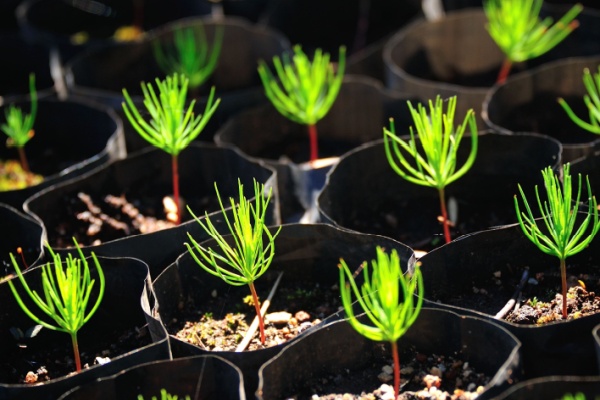 Illustration de l'actualité Production de sapins de Noël : de nouvelles règles à respecter !