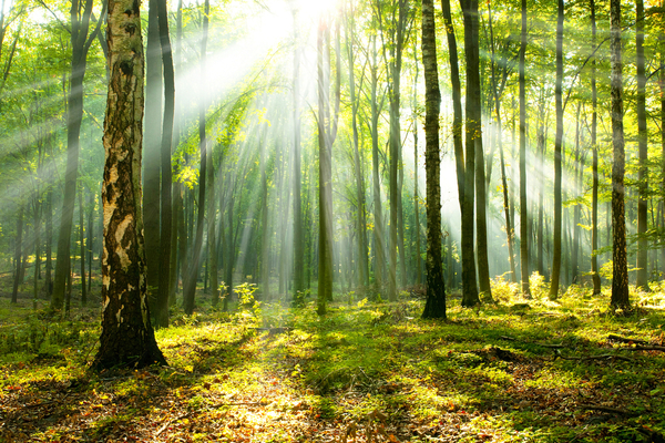 Illustration de l'actualité Investissement forestier : un nouveau crédit d’impôt