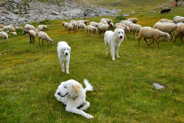 Illustration de l'actualité Chiens de protection des troupeaux : du nouveau !