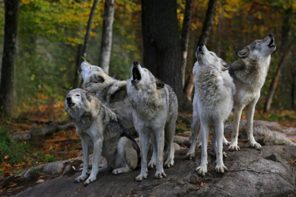 Illustration de l'actualité Plan loup : comment protéger les troupeaux ?