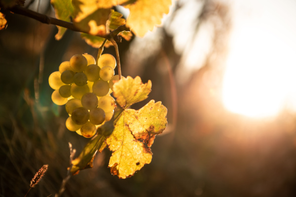 Illustration de l'actualité Viticulture : déblocage d’aides pour le secteur