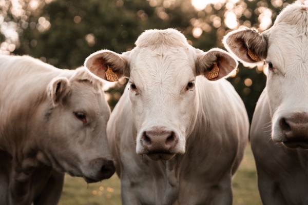 Illustration de l'actualité Maladie bovine : une aide financière possible