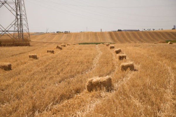 Illustration de l'actualité Un exploitant agricole… qui ne l’est pas vraiment ?