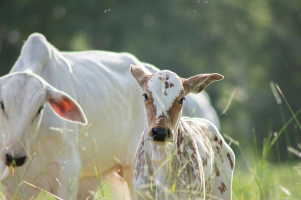 Illustration de l'actualité Visites sanitaires obligatoires pour la filière bovine : une expérimentation mise en place !   