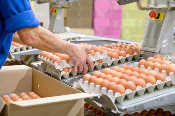 Illustration de l'actualité Sécurité alimentaire : la filière « œuf » (encore) concernée