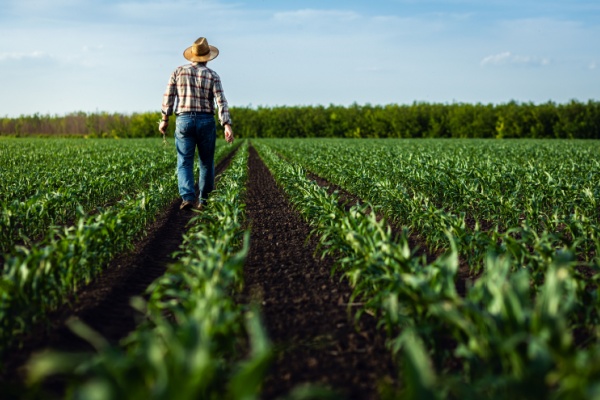 Illustration de l'actualité Agriculture et aides diverses : fixation des montants pour 2024