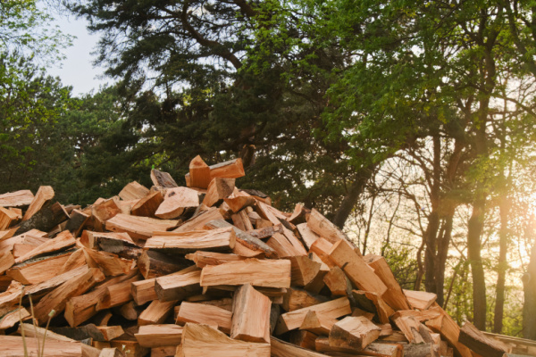 Illustration de l'actualité TVA pour le bois de chauffage : une forêt dense !