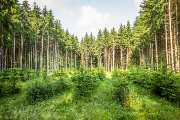 Illustration de l'actualité Renouvellement forestier : une aide financière sous conditions