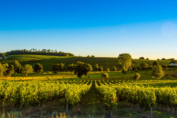 Illustration de l'actualité Crise de la filière vitivinicole : l’État propose des solutions