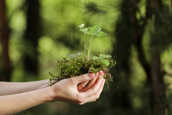 Illustration de l'actualité Environnement : une mise au vert nécessaire !