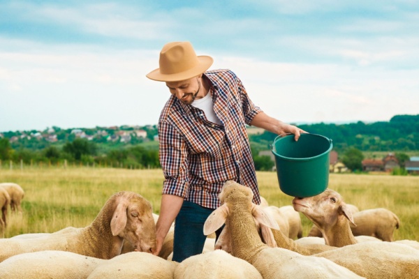 Illustration de l'actualité Agriculture : aides financières pour les éleveurs