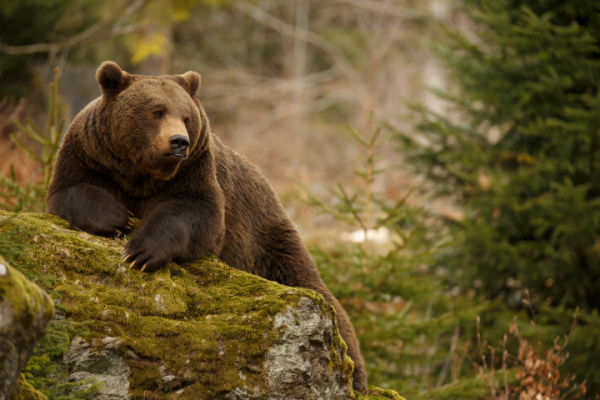 Illustration de l'actualité Effarouchement des ours bruns dans les Pyrénées : quelles règles ? 