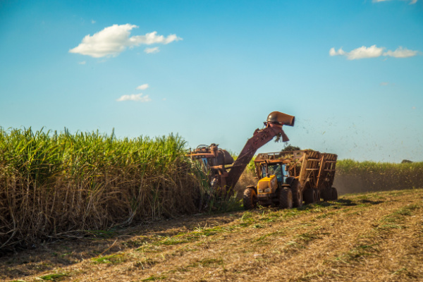 Illustration de l'actualité Planteurs de canne à sucre : une aide financière pour faire face aux surcoûts