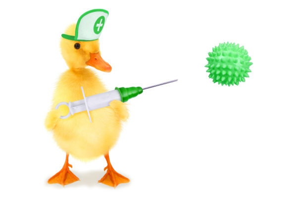 Illustration de l'actualité Grippe aviaire : la campagne de vaccination des canards est lancée !