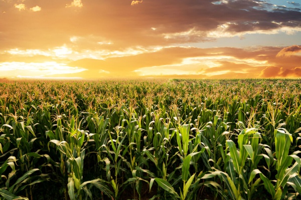 Illustration de l'actualité Vente d’une parcelle agricole et préemption de la SAFER : une procédure à respecter